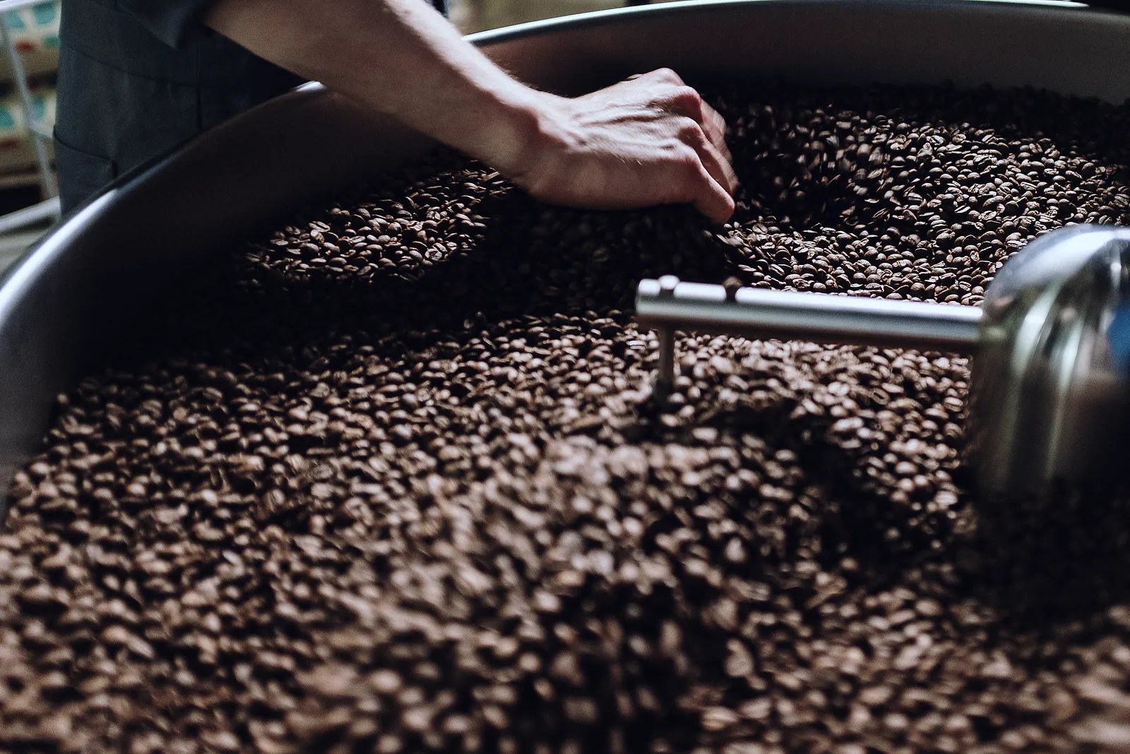 A hand turns freshly roasted coffee beans in the cooling tray of a roaster