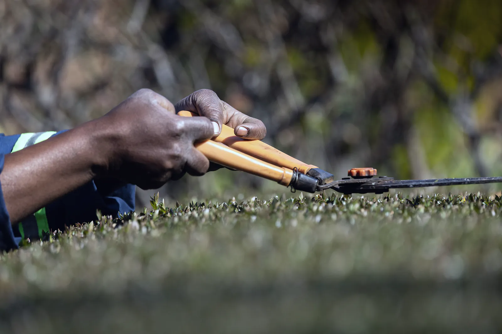Gardener in reflective workwear trimming a clipped hedge with hand shears
