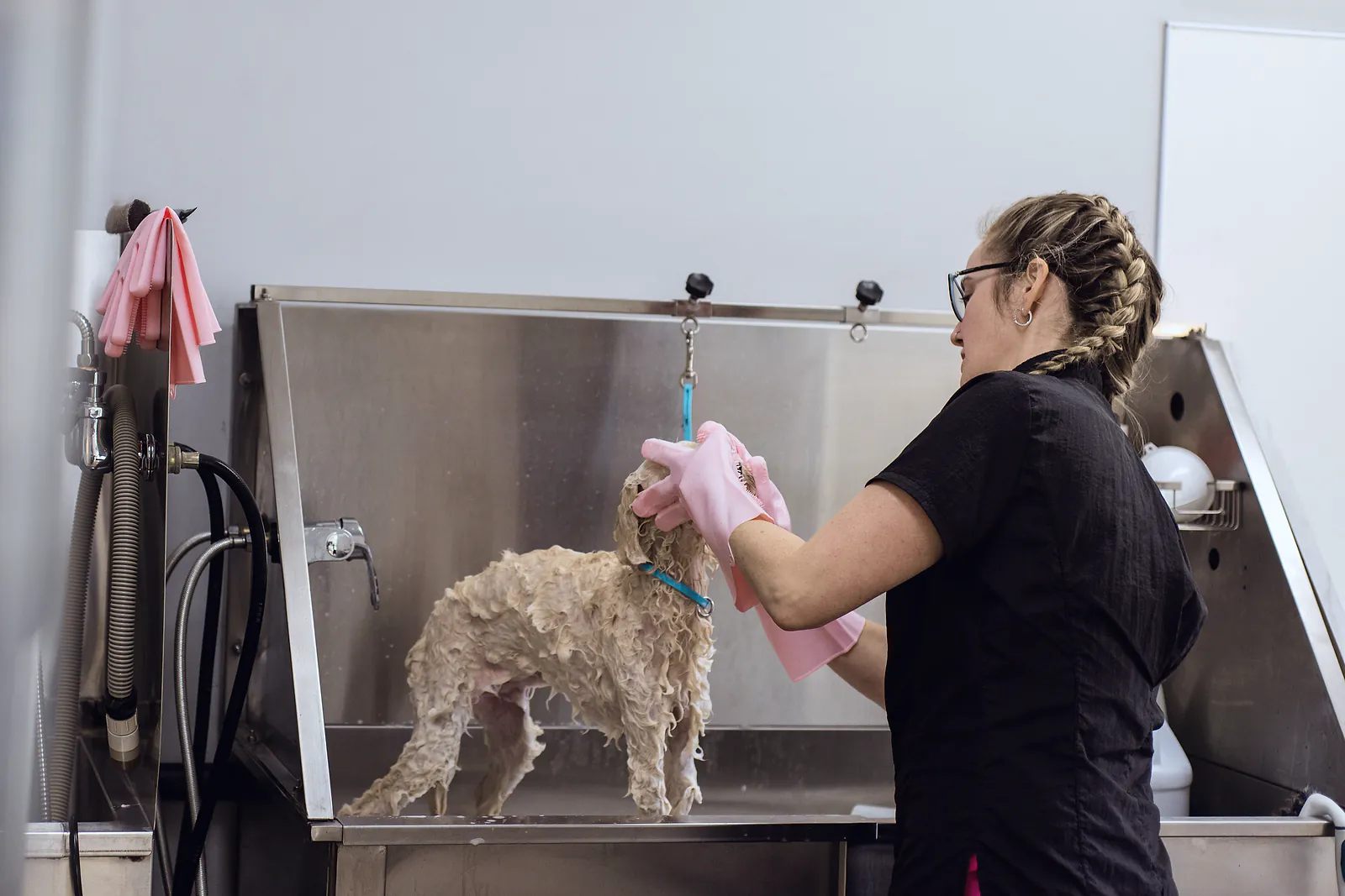 A groomer in gloves bathes a small dog in a stainless steel grooming tub